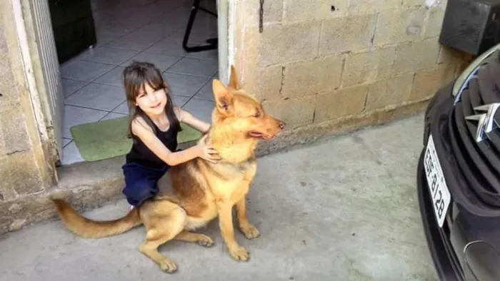 Cachorro ra a Pastor alemao idade 5 anos nome Candece