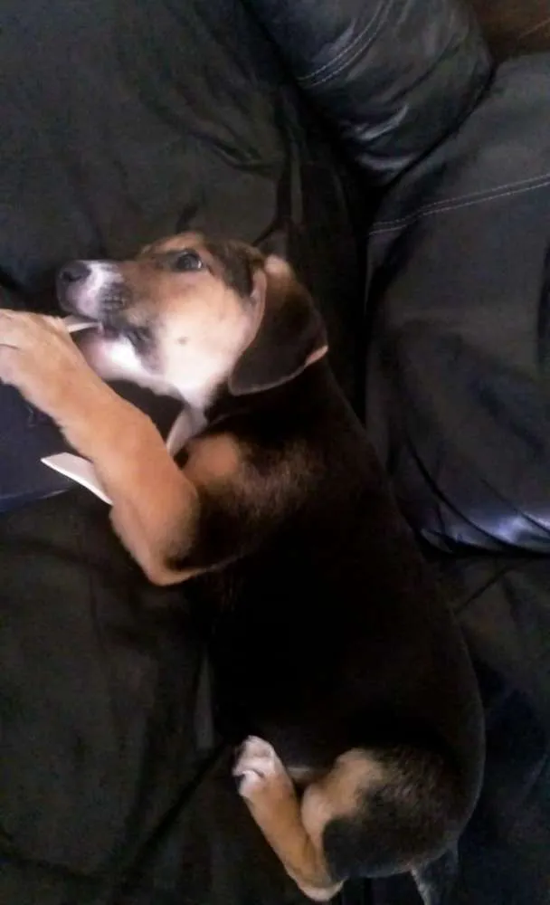 Cachorro ra a SRD idade 2 a 6 meses nome Luke