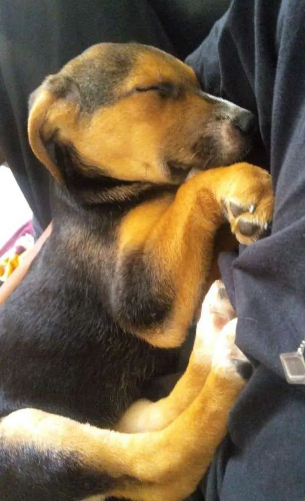 Cachorro ra a SRD idade 2 a 6 meses nome Luke