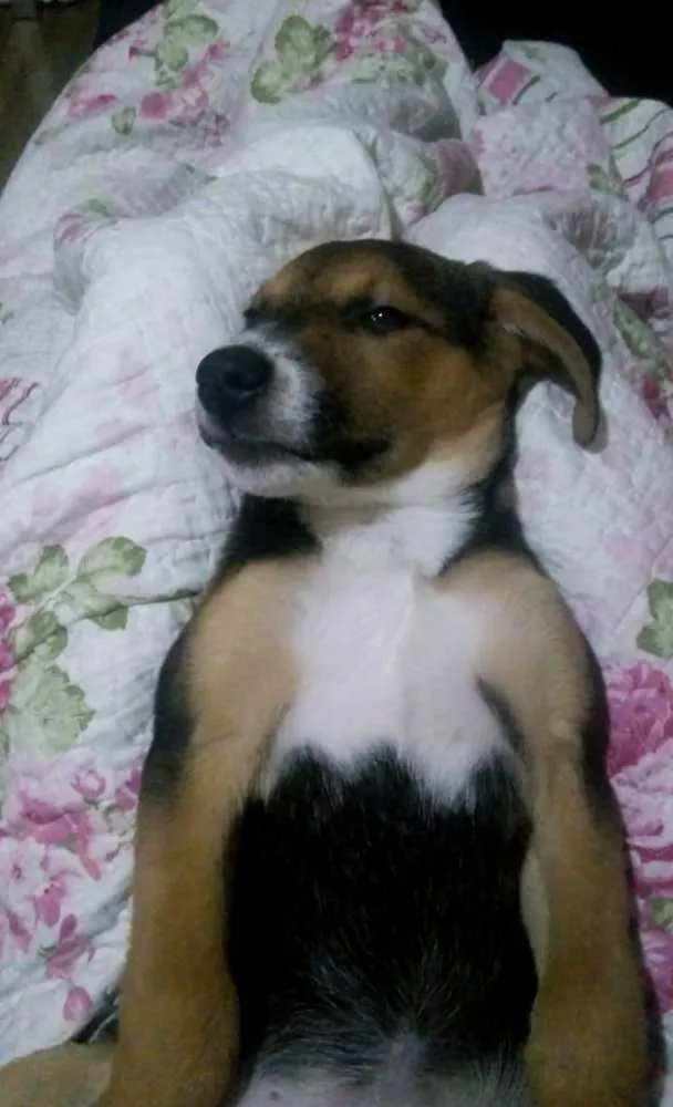Cachorro ra a SRD idade 2 a 6 meses nome Luke