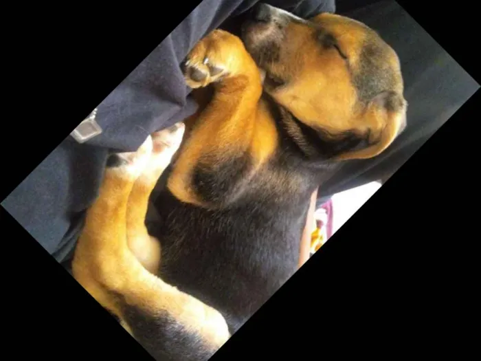 Cachorro ra a SRD idade 2 a 6 meses nome Luke