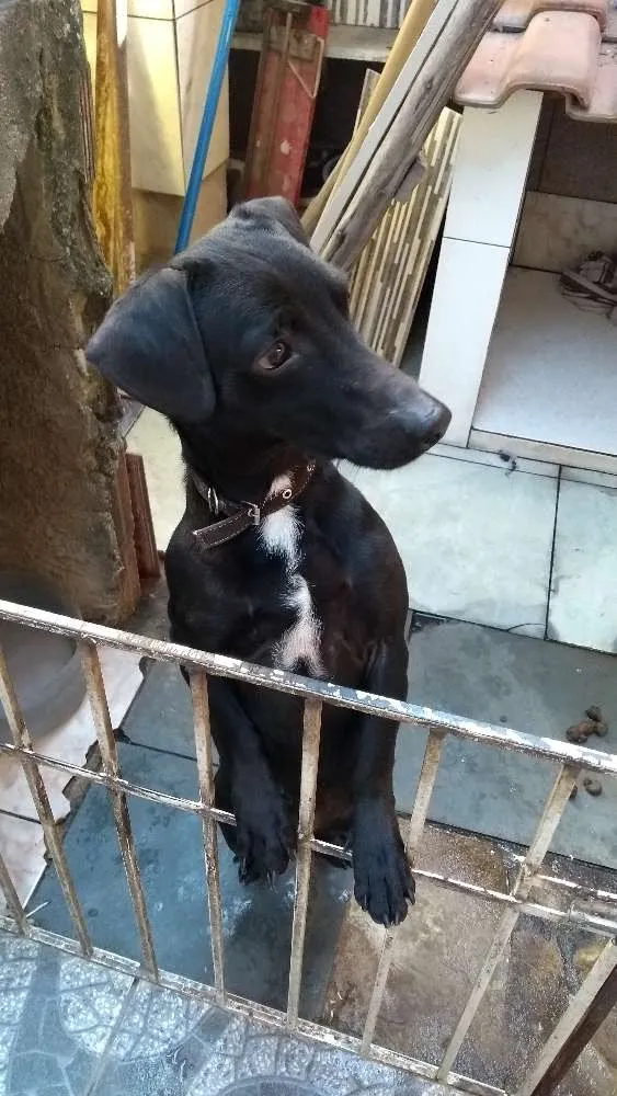 Cachorro raça Vira-lata  idade 1 ano nome Boby