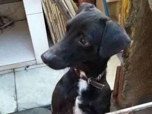 Cachorro raça Vira-lata  idade 1 ano nome Boby