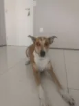 Leia