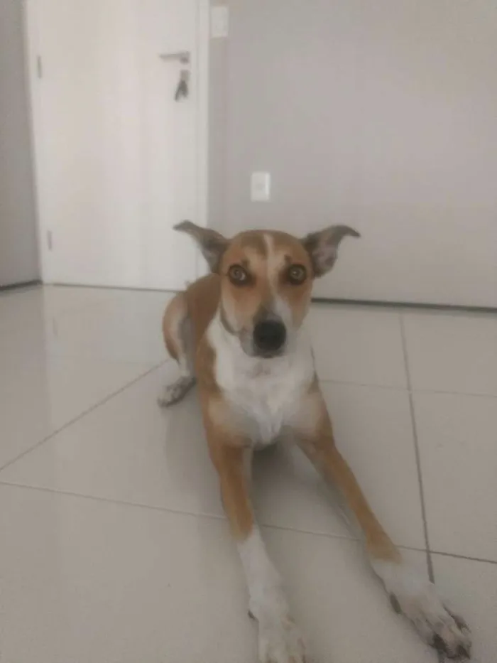 Cachorro ra a Não definido idade 4 anos nome Leia