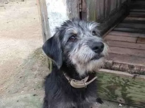 Cachorro ra a Vira lata idade 2 a 6 meses nome Úrsula