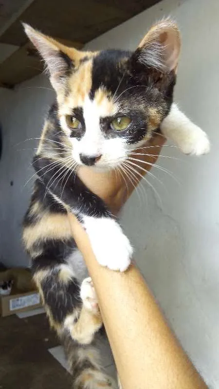 Gato ra a srd idade 2 a 6 meses nome mel