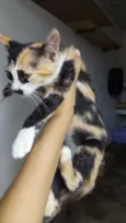 mel