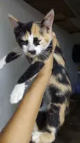mel