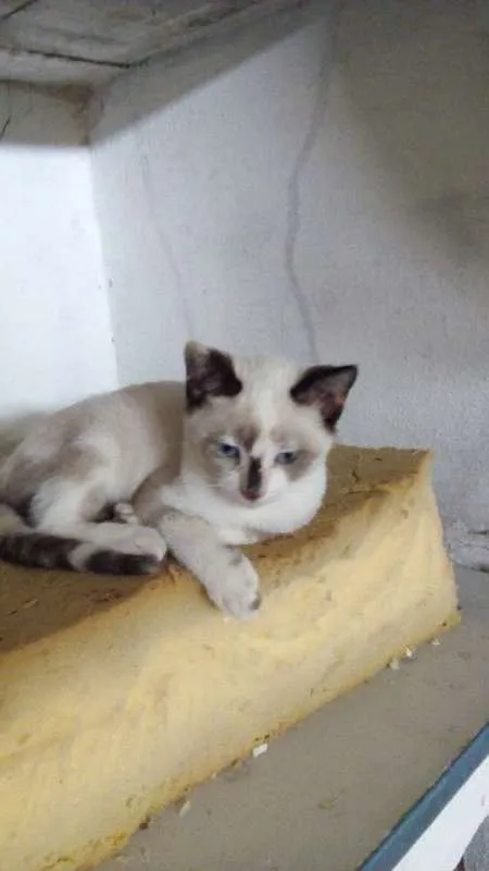 Gato ra a srd idade 2 a 6 meses nome ritinha