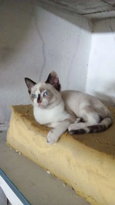 Gato ra a srd idade 2 a 6 meses nome ritinha