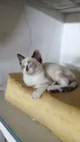 ritinha