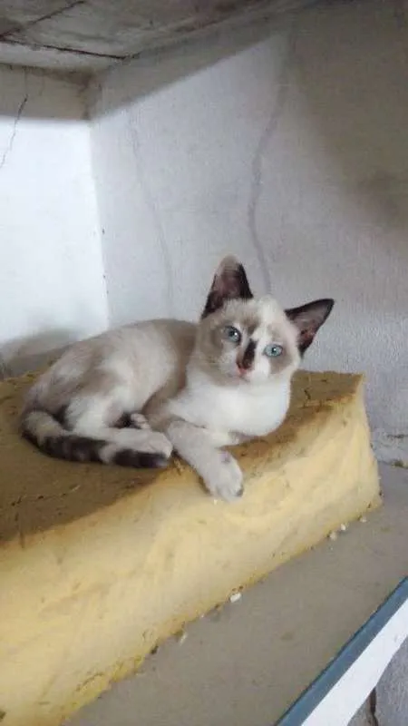 Gato ra a srd idade 2 a 6 meses nome ritinha