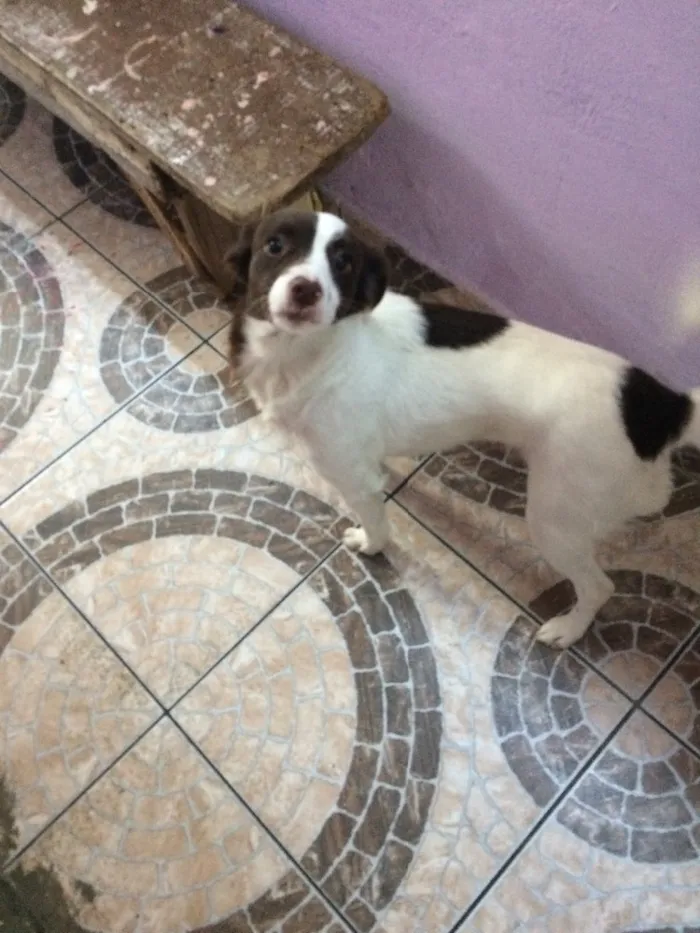 Cachorro ra a Vira-lata  idade 2 anos nome Lilica
