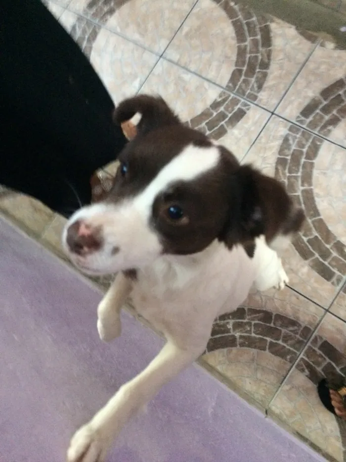 Cachorro ra a Vira-lata  idade 2 anos nome Lilica