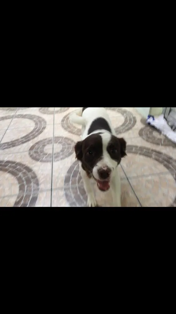Cachorro ra a Vira-lata  idade 2 anos nome Lilica