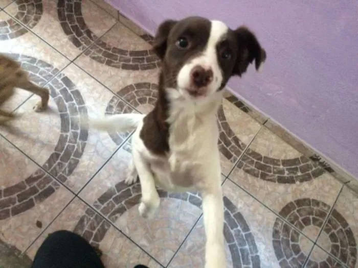 Cachorro ra a Vira-lata  idade 2 anos nome Lilica