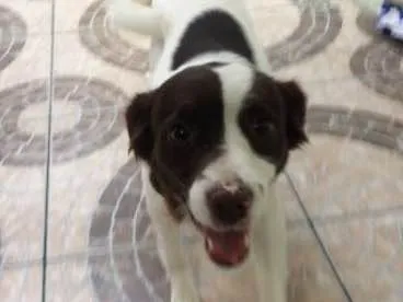 Cachorro ra a Vira-lata  idade 2 anos nome Lilica