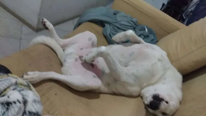 Cachorro ra a srd idade 3 anos nome marlon