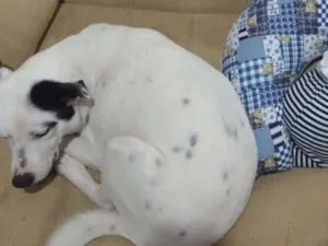 Cachorro raça srd idade 3 anos nome marlon