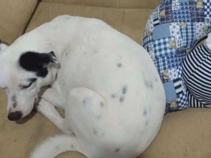 Cachorro ra a srd idade 3 anos nome marlon