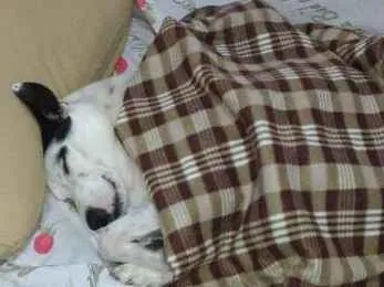 Cachorro ra a srd idade 3 anos nome marlon