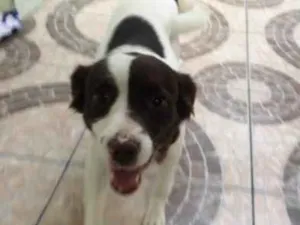 Cachorro raça Vira-lata  idade 2 anos nome Lilica