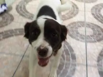 Cachorro ra a Vira-lata  idade 2 anos nome Lilica