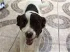 Cachorro raça Vira-lata  idade 2 anos nome Lilica