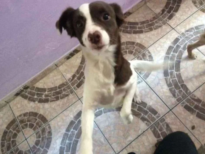 Cachorro ra a Vira-lata  idade 2 anos nome Lilica