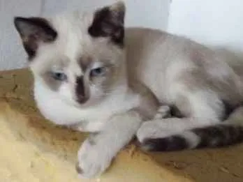 Gato ra a srd idade 2 a 6 meses nome ritinha