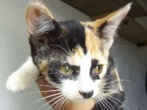 Gato raça srd idade 2 a 6 meses nome mel