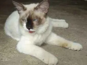 Gato raça srd idade 2 a 6 meses nome bebel