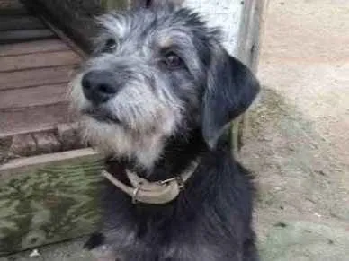 Cachorro ra a Vira lata idade 2 a 6 meses nome Úrsula