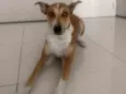 Leia