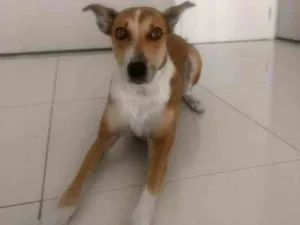 Cachorro raça Não definido idade 4 anos nome Leia