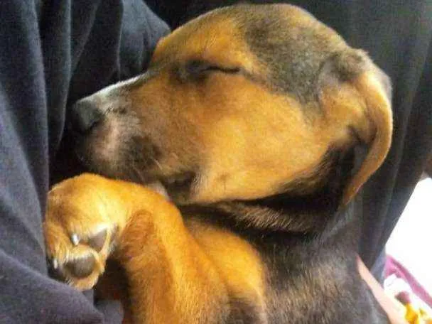 Cachorro ra a SRD idade 2 a 6 meses nome Luke