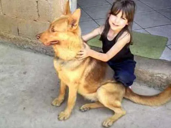 Cachorro ra a Pastor alemao idade 5 anos nome Candece