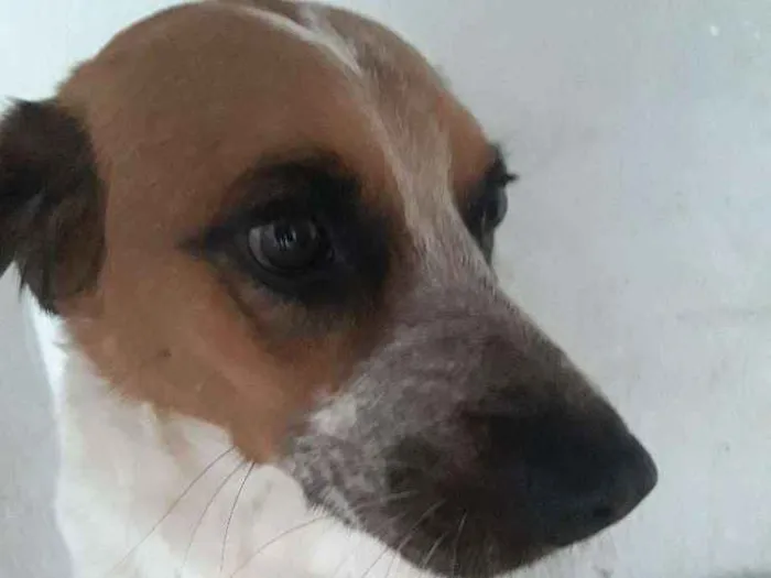 Cachorro ra a Indefinida idade 3 anos nome Menino
