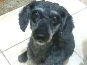 Cachorro raça Poodle idade 6 ou mais anos nome Billy
