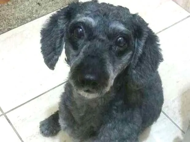 Cachorro ra a Poodle idade 6 ou mais anos nome Billy