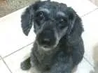 Cachorro raça Poodle idade 6 ou mais anos nome Billy