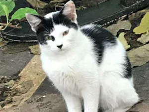 Gato raça ??? idade 7 a 11 meses nome Bolinha