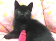 PELÚCIA