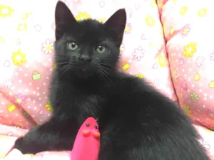 Gato raça SRD idade 2 a 6 meses nome PELÚCIA