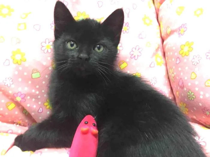 Gato ra a SRD idade 2 a 6 meses nome PELÚCIA