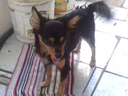Cachorro raça  idade  nome Não sei