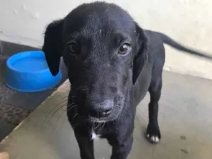 Cachorro raça SRD idade 2 a 6 meses nome Neguinho