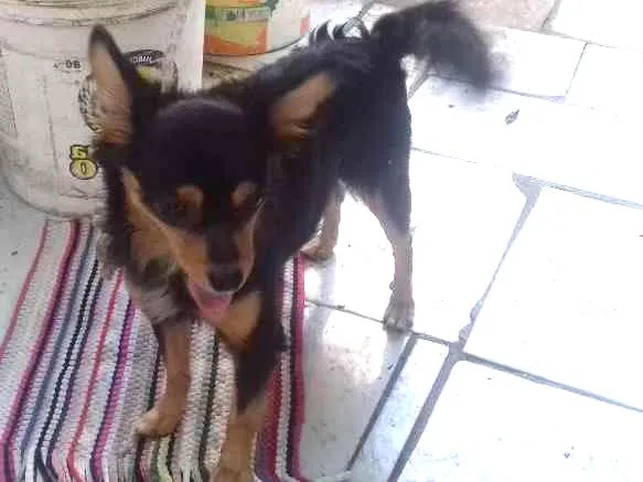 Cachorro ra a  idade  nome Não sei