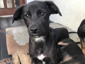 Cachorro raça SRD idade 2 a 6 meses nome Neguinho